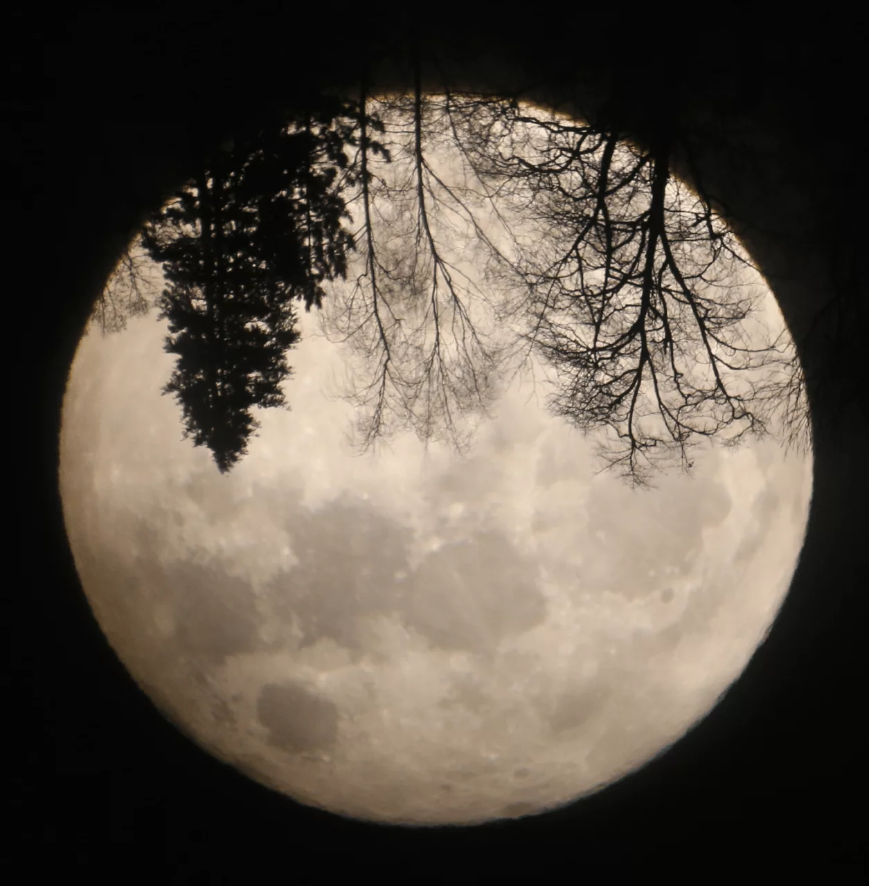 Aufnahme des Monds mit Baumsilhouetten