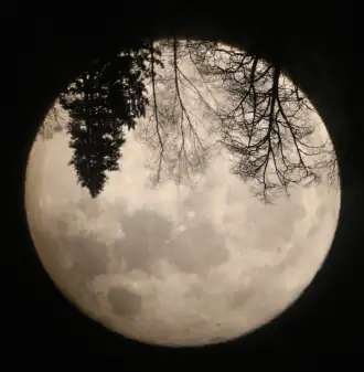 Aufnahme des Monds mit Baumsilhouetten Aufnahme des Monds mit Baumsilhouetten
